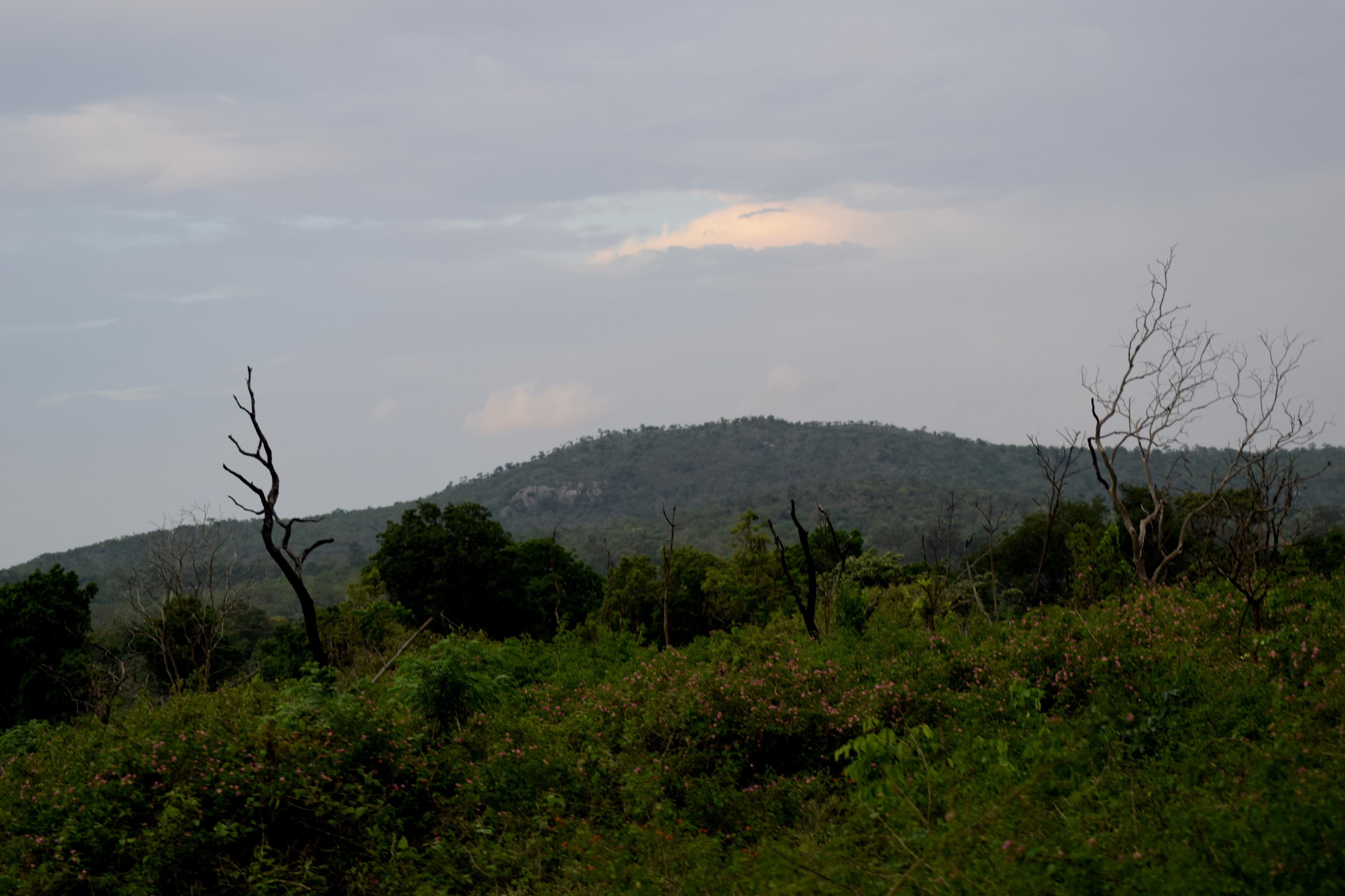 Bandipur Jeep Safari