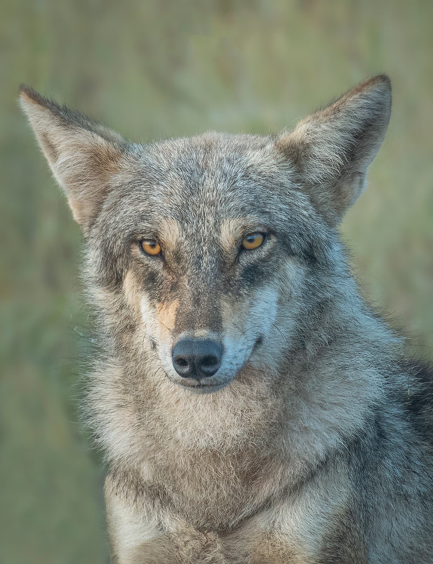 Wolf Sanctuary Night Drive