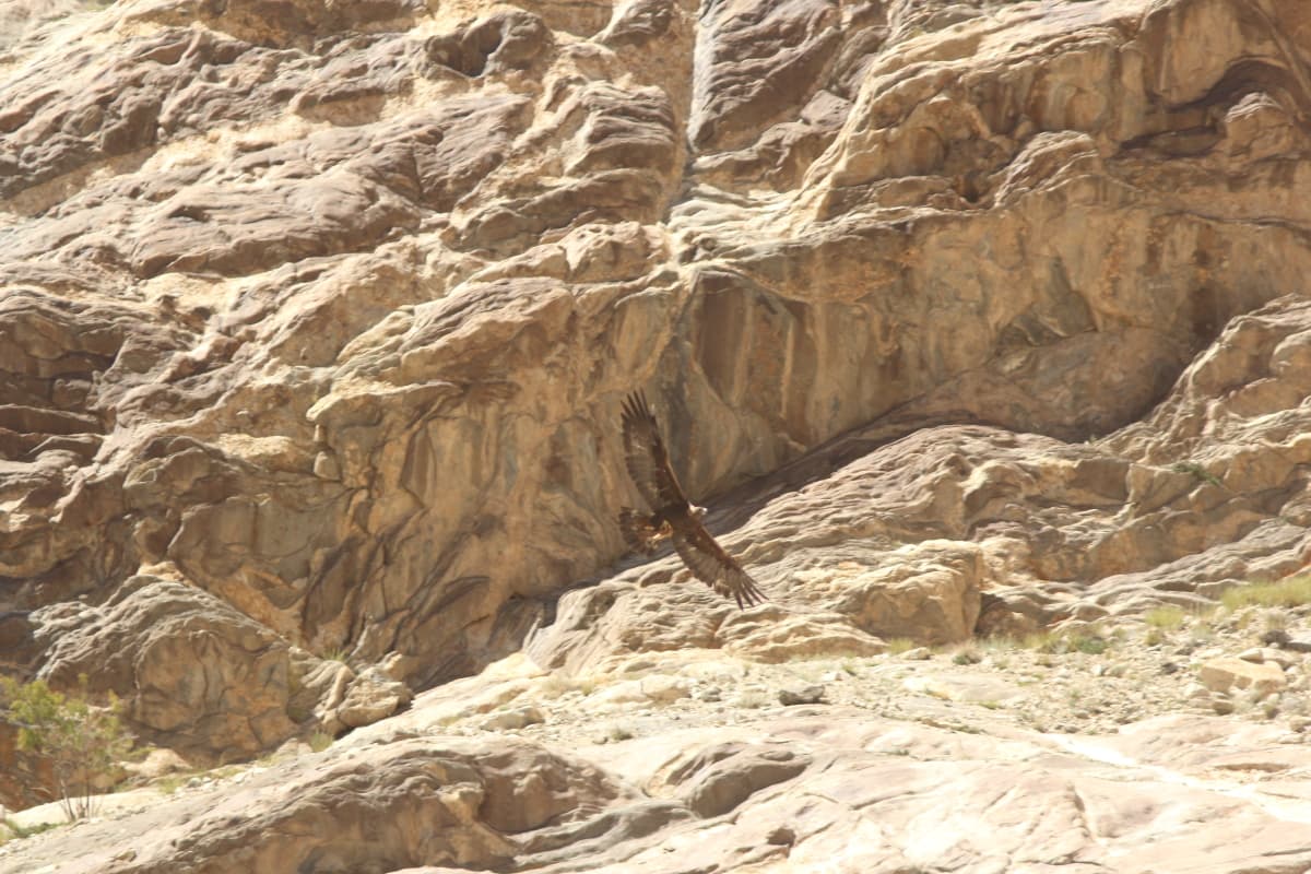 High Altitude Birding