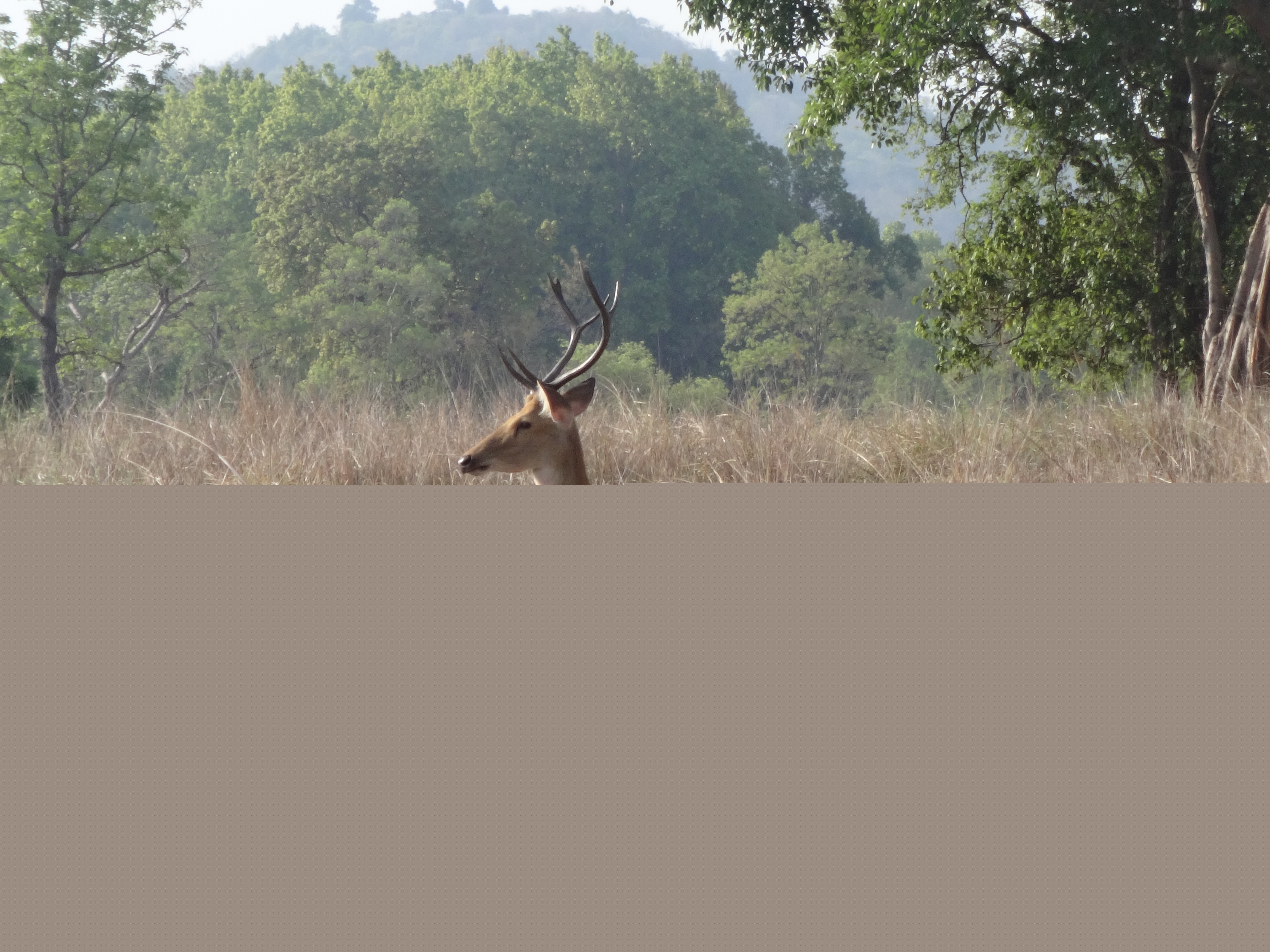 Kanha National Park