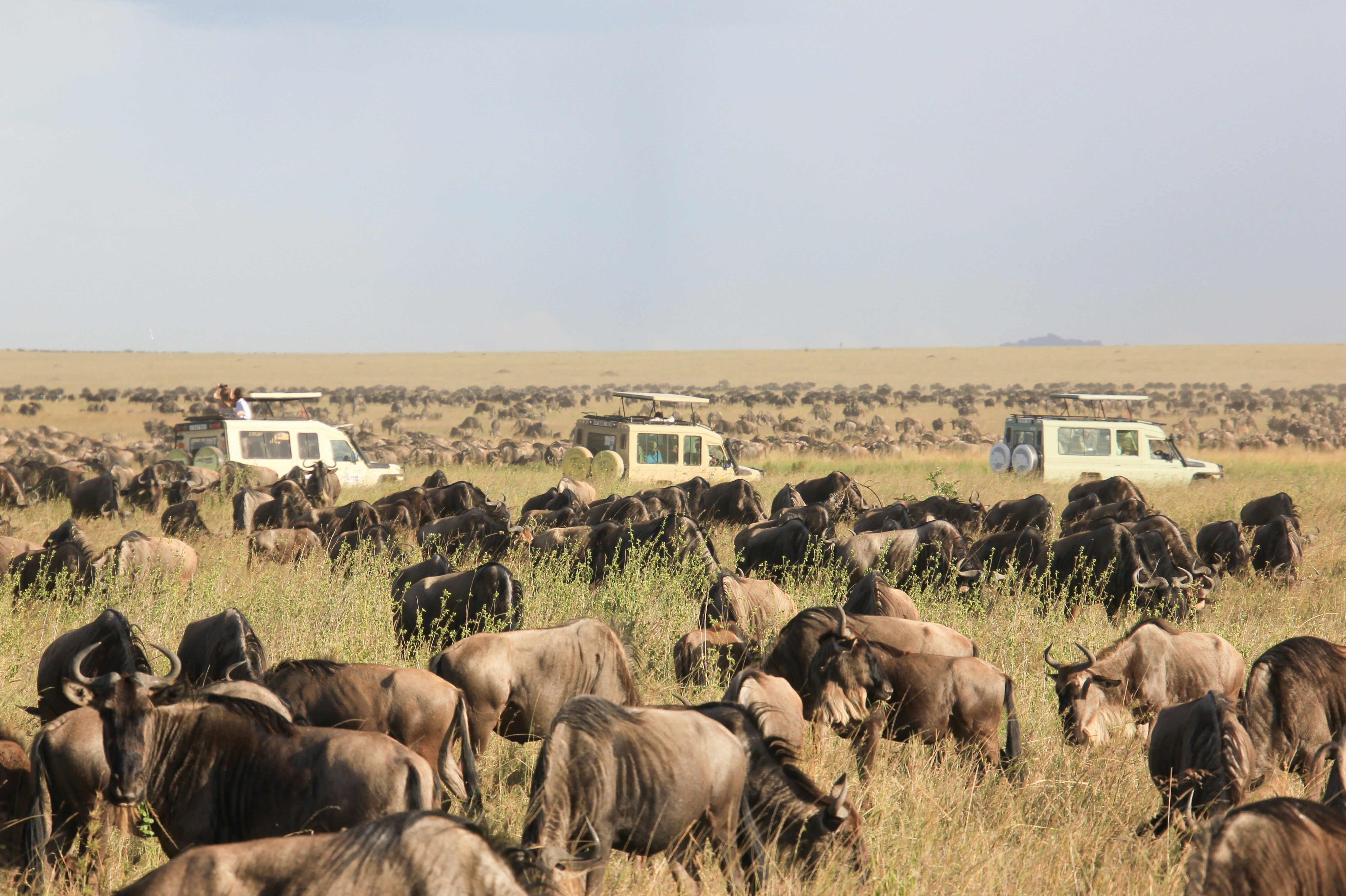a Wildebeest Migration captured in the Serengeti, Tanzania.